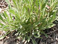 Fibigia clypeata (fam Cruciferes) (Europe meridionale, Asie occidentale) (2) (Photo F. Mrugala)